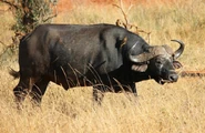 African Cape Buffalo as Woog