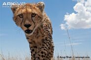 Southeast African Cheetah as Tanzanian Cheetah