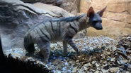 Aardwolf