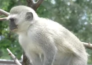 Columbus Zoo Monkey.png (1.19 MB) Vervet