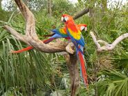 Scarlet Macaw as Chatot