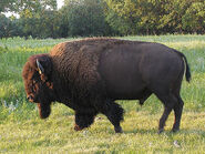 Plains bison