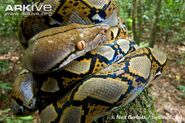 Reticulated Python as Rivera