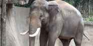 Saint Louis Zoo Elephant