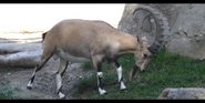 San Diego Zoo Ibex