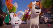 Secret-life-pets-disneyscreencaps.com-8088