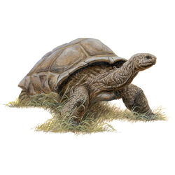 Tortoise (Hesperotestudo).jpg