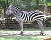 Plains Zebra