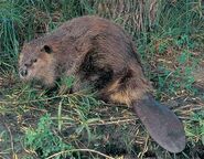 North American Beaver as Common Hippopotamus