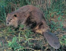 Beaver3.jpg