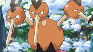 Dodrio as Gertie