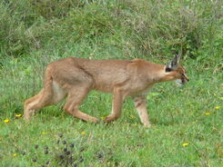 Caracal4.jpg