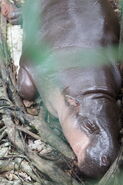 Pygmy Hippopotamus as Itself