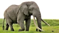 Elephant poaching-973x548.jpg (126 KB)