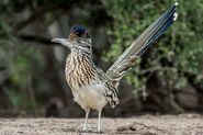 Greater Roadrunner as Ichthyornis