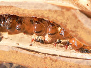 Honeypot Ant.jpg