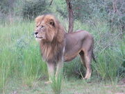 Lion, Congo.jpg