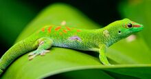 Madagascar-day-gecko-500x262.jpg