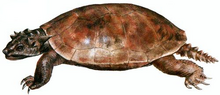 Meiolania platyceps.png
