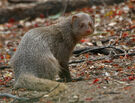 Rikki Tikki Tavi the Indian Grey Mongoose as Timon