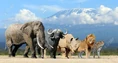 57827799-big-five-africa-lion-elephant-leopard-buffalo-and-rhinoceros.jpg (126 KB)