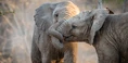 African-Elephant-1.jpg (3.85 MB)