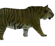Amur (Siberian) Tiger.png (177 KB)