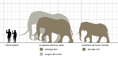 Average Elephants Tall Giraffes.png (19 KB)