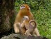 BEWAA Golden Snub-Nosed Monkey