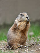 Black-Tailed Prarie Dog as Hamster