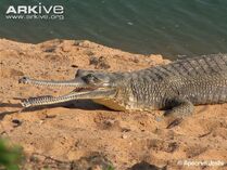Gharial-female-on-sandy-bank.jpg