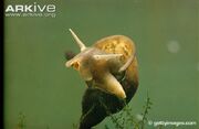 Great Pond Snail.jpg