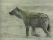 HAA Spotted Hyena