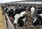 Herd of Holstein Cattle