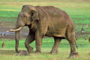 Indian Elephant Bull