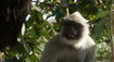 Grey Langur (Asia)