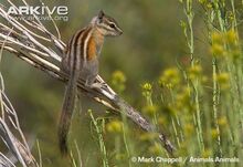 Least-chipmunk.jpg