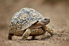Leopard Tortoise.jpg