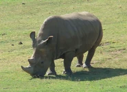 and Northern White Rhinoceros as Stegoceratops