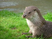 Otter, European.jpg