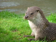 Otter, European.jpg