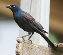 Quiscalus-quiscula-001.jpg