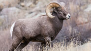 Rocky Mountain Bighorn