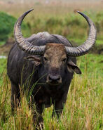 Wild water buffalo (Bubalus arnee)