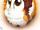 Amazing Guinea Pig Animals by Rainbow Eevee.png