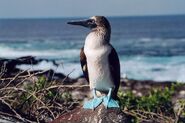 Booby, Blue-Footed