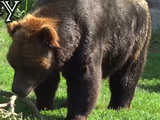 We Bare Bears: The Movie (NatureRules1 Style)