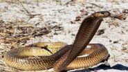 Cape cobra