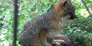 Cincinnati Zoo Grey Fox