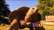 Dickerson Park Zoo Tortoise